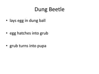 Dung Beetlelays egg in dung ballegg hatches into grubgrub turns into pupa