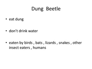 Dung  Beetleeat dungdon’t drink watereaten by birds , bats , lizards , snakes , other insect eaters , humans