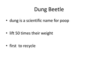 Dung Beetledung is a scientific name for pooplift 50 times their weightfirst  to recycle