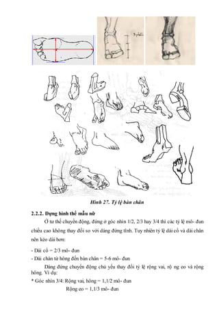 Hình 27. Tỷ lệ bàn chân
2.2.2. Dựng hình thể mẫu nữ
Ở tư thế chuyển động, đứng ở góc nhìn 1/2, 2/3 hay 3/4 thì các tỷ lệ mô- đun
chiều cao không thay đổi so với dáng đứng tĩnh. Tuy nhiên tỷ lệ dài cổ và dài chân
nên kéo dài hơn:
- Dài cổ = 2/3 mô- đun
- Dài chân từ hông đến bàn chân = 5-6 mô- đun
Dáng đứng chuyển động chủ yếu thay đổi tỷ lệ rộng vai, rộ ng eo và rộng
hông. Ví dụ:
* Góc nhìn 3/4: Rộng vai, hông = 1,1/2 mô- đun
Rộng eo = 1,1/3 mô- đun
 