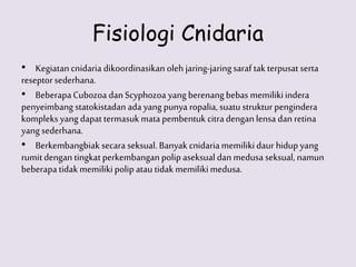 Fisiologi Cnidaria
• Kegiatancnidaria dikoordinasikanoleh jaring-jaringsaraf tak terpusat serta
reseptorsederhana.
• BeberapaCubozoa dan Scyphozoa yang berenangbebas memilikiindera
penyeimbang statokistadan ada yang punya ropalia,suatu struktur pengindera
kompleks yang dapat termasuk mata pembentuk citradengan lensa dan retina
yang sederhana.
• Berkembangbiak secara seksual. Banyak cnidariamemilikidaur hidupyang
rumitdengan tingkat perkembangan polipaseksual dan medusa seksual, namun
beberapa tidak memilikipolipatau tidak memilikimedusa.
 
