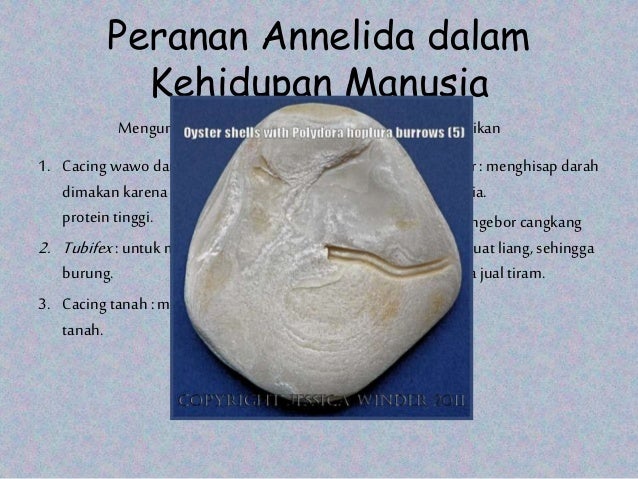 Dunia avertebrata