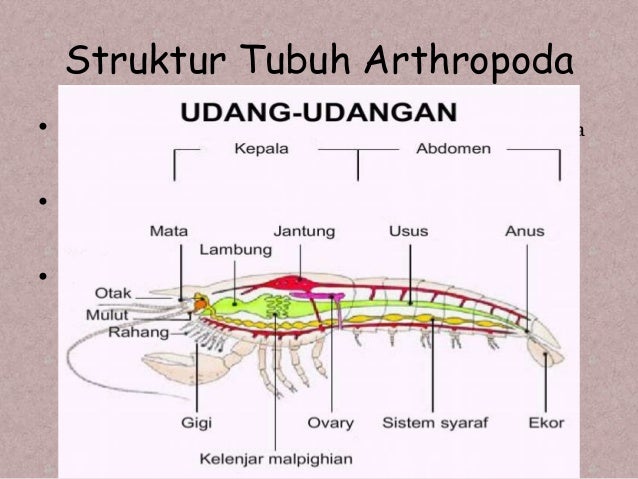 Dunia avertebrata