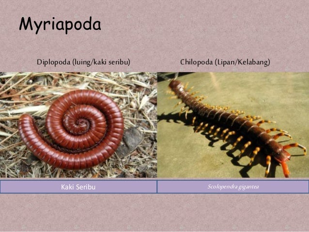 Dunia avertebrata Dunia avertebrata