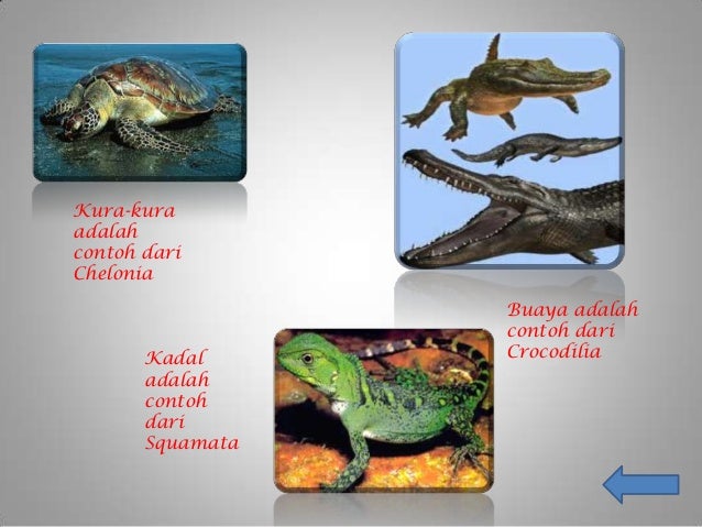 Vertebrata