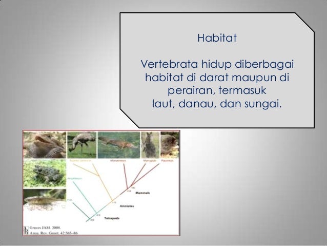Vertebrata Vertebrata