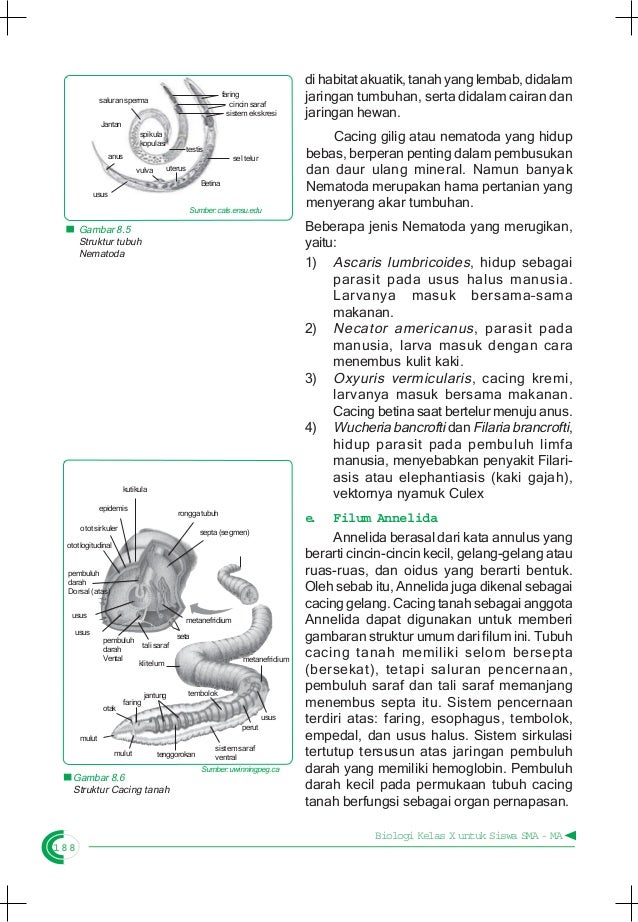 44 Gambar Hewan  Nematoda Terpopuler 