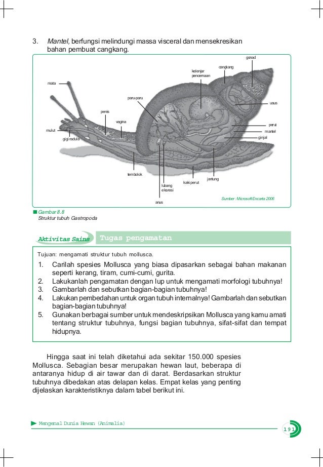 Dunia hewan  animalia 