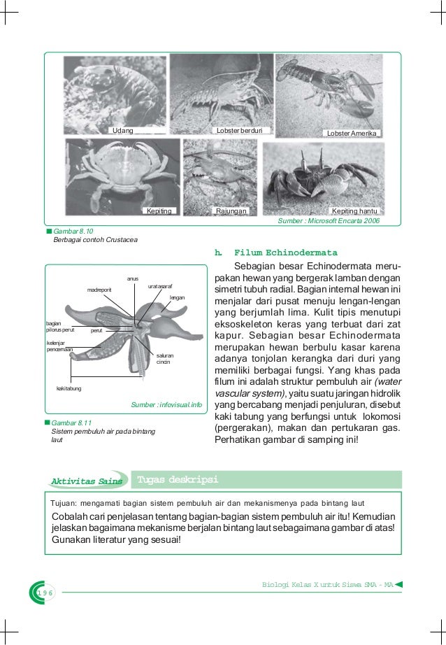  Contoh  Hewan  Dari 8 Filum Invertebrata  Contoh  193