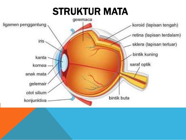 Bahagian Mata Dan Fungsinya : Bagian Mata Dan Fungsinya - Lapisan saraf