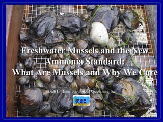 Freshwater Mussels and the New 
Ammonia Standard: 
What Are Mussels and Why We Care 
Heidi L. Dunn, Ecological Specialists, Inc. 
) 
 