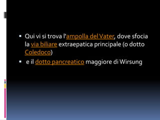 Duodeno | PPTX