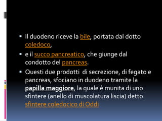Duodeno | PPTX