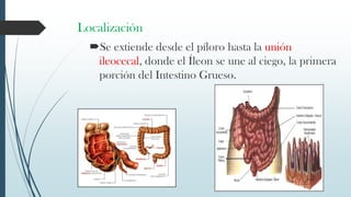 Localización
Se extiende desde el píloro hasta la unión
ileocecal, donde el Íleon se une al ciego, la primera
porción del Intestino Grueso.
 