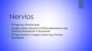 Nervios
 El Vago Izq. (Porción Sup)
 Ganglio Celiaco Derecho Y El Plexo Mesentérico Sup.
(Porción Descendente Y Horizontal)
 El Vago Derecho Y Ganglio Celiaco Izq.( Porción
Ascendente
 