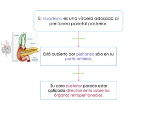 El duodeno es una víscera adosada al
peritoneo parietal posterior.
Está cubierto por peritoneo sólo en su
parte anterior.
Su cara posterior parece estar
aplicada directamente sobre los
órganos retroperitoneales.
Que al parecer:
Mientras que:
 