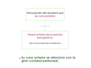 ▓ Su cara anterior se relaciona con la
gran cavidad peritoneal.
Esta porción del duodeno por
su cara posterior
Pared anterior de la porción
retrogástrica.
(De la trascavidad de los epiplones.)
Forma parte de la:
 