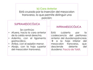 b) Cara Anterior
Está cruzada por la inserción del mesocolon
transverso, lo que permite distinguir una
porción:
SUPRAMESOCÓLICA
Se continúa:
• Afuera, hacia la cara anterior
de la celda renal derecha.
• Adentro, con el ligamento
gastrocólico.
• Arriba, con el epiplón menor.
• Abajo, con la hoja superior
del mesocolon transverso.
INFRAMESOCÓLICA
Está cubierta por la
coalescencia del peritoneo
anterior del duodenopáncreas
 a la hoja inferior del
mesocolon transverso, que
desciende delante del
duodeno: Fascia de Toldt.
 