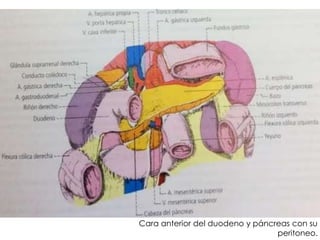 Cara anterior del duodeno y páncreas con su
peritoneo.
 