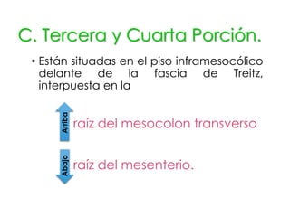 C. Tercera y Cuarta Porción.
• Están situadas en el piso inframesocólico
delante de la fascia de Treitz,
interpuesta en la
Arriba
raíz del mesocolon transverso
raíz del mesenterio.
Abajo
 