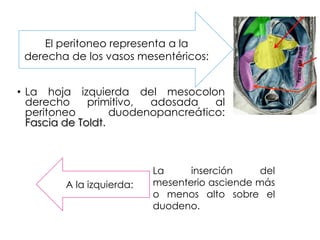 • La hoja izquierda del mesocolon
derecho primitivo, adosada al
peritoneo duodenopancreático:
Fascia de Toldt.
El peritoneo representa a la
derecha de los vasos mesentéricos:
A la izquierda:
La inserción del
mesenterio asciende más
o menos alto sobre el
duodeno.
 