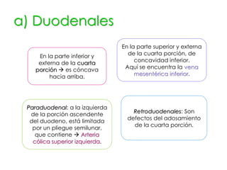 a) Duodenales
En la parte inferior y
externa de la cuarta
porción  es cóncava
hacia arriba.
En la parte superior y externa
de la cuarta porción, de
concavidad inferior.
Aquí se encuentra la vena
mesentérica inferior.
Paraduodenal: a la izquierda
de la porción ascendente
del duodeno, está limitada
por un pliegue semilunar,
que contiene  Arteria
cólica superior izquierda.
Retroduodenales: Son
defectos del adosamiento
de la cuarta porción.
 