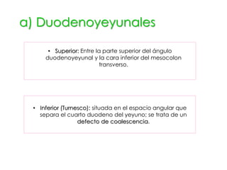 a) Duodenoyeyunales
• Superior: Entre la parte superior del ángulo
duodenoyeyunal y la cara inferior del mesocolon
transverso.
r
• Inferior (Turnesco): situada en el espacio angular que
separa el cuarto duodeno del yeyuno; se trata de un
defecto de coalescencia.
 