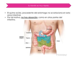 Su transito es muy rápido.
• El quimo acido, procedente del estomago no se estaciona en esta
zona intestinal.
• Por tal motivo, no hay absorción, como en otras partes del
intestino.
 