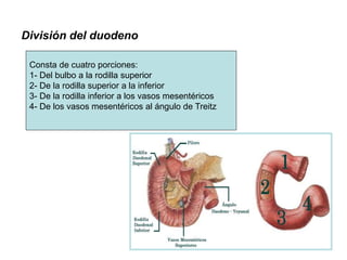 Anatomia Quirurgica del Duodeno Páncreas 2015 | PPTX