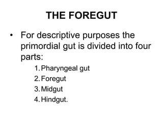 THE FOREGUT
• For descriptive purposes the
primordial gut is divided into four
parts:
1.Pharyngeal gut
2.Foregut
3.Midgut
4.Hindgut.
 