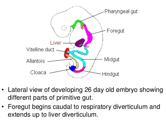 Duodenum