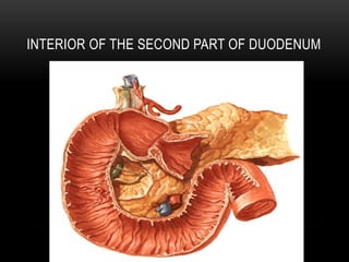 DUODENUM.pptx