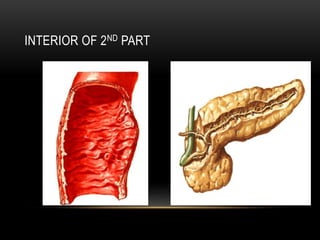 DUODENUM.pptx