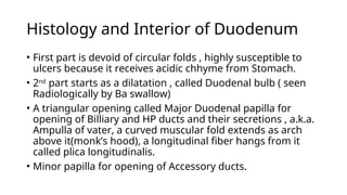 Comprehensive Overview of the Duodenum: Anatomy, Blood Supply, and ...