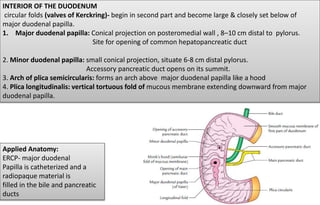 INTERIOR OF THE DUODENUM
circular folds (valves of Kerckring)- begin in second part and become large & closely set below of
major duodenal papilla.
1. Major duodenal papilla: Conical projection on posteromedial wall , 8–10 cm distal to pylorus.
Site for opening of common hepatopancreatic duct
2. Minor duodenal papilla: small conical projection, situate 6-8 cm distal pylorus.
Accessory pancreatic duct opens on its summit.
3. Arch of plica semicircularis: forms an arch above major duodenal papilla like a hood
4. Plica longitudinalis: vertical tortuous fold of mucous membrane extending downward from major
duodenal papilla.
Applied Anatomy:
ERCP- major duodenal
Papilla is catheterized and a
radiopaque material is
filled in the bile and pancreatic
ducts
 
