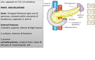 Lies -opposite to T12–L3 vertebrae.
PARTS AND RELATIONS
Head : Enlarged flattened right end of
pancreas, situated within concavity of
duodenum, opposite L1 and L3
External Features
3 borders-superior, Inferior & Right lateral
2 surfaces- Anterior & Posterior
1 process-
uncinate process: projects from lower &
left part of head towards left.
 