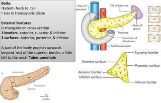 Body:
•Extent- Neck to tail
• Lies in transpyloric plane
External Features
is triangular on cross-section
3 borders -anterior, superior & inferior.
3 surfaces: Anterior, posterior, & inferior
A part of the body projects upwards
beyond rest of the superior border, a little
left to the neck- Tuber omentale
 