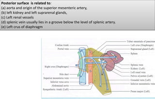 Posterior surface is related to:
(a) aorta and origin of the superior mesenteric artery,
(b) left kidney and left suprarenal glands,
(c) Left renal vessels
(d) splenic vein usually lies in a groove below the level of splenic artery.
(e) Left crus of diaphragm
 