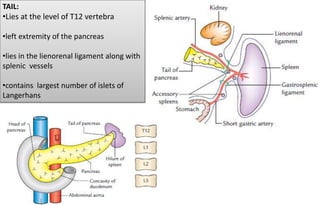 TAIL:
•Lies at the level of T12 vertebra
•left extremity of the pancreas
•lies in the lienorenal ligament along with
splenic vessels
•contains largest number of islets of
Langerhans
 