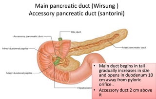 Main pancreatic duct (Wirsung )
Accessory pancreatic duct (santorini)
• Main duct begins in tail
gradually increases in size
and opens in duodenum 10
cm away from pyloric
orifice .
• Accessory duct 2 cm above
it
 
