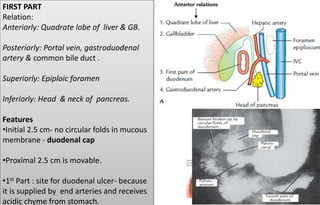 FIRST PART
Relation:
Anteriorly: Quadrate lobe of liver & GB.
Posteriorly: Portal vein, gastroduodenal
artery & common bile duct .
Superiorly: Epiploic foramen
Inferiorly: Head & neck of pancreas.
Features
•Initial 2.5 cm- no circular folds in mucous
membrane - duodenal cap
•Proximal 2.5 cm is movable.
•1st Part : site for duodenal ulcer- because
it is supplied by end arteries and receives
acidic chyme from stomach.
 