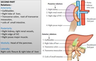 SECOND PART
Relations :
Anteriorly:
• Gallbladder,
• Right lobe of liver,
• Transverse colon, root of transverse
mesocolon,
• coils of small intestine.
Posteriorly:
• Right kidney, right renal vessels,
• Right edge of IVC
• Right psoas major muscle.
Medially: Head of the pancreas.
Laterally:
Right colic flexure & right lobe of liver.
 