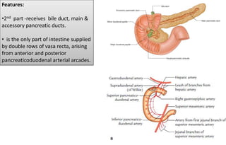 Features:
•2nd part -receives bile duct, main &
accessory pancreatic ducts.
• is the only part of intestine supplied
by double rows of vasa recta, arising
from anterior and posterior
pancreaticoduodenal arterial arcades.
 