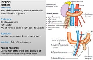 Third Part:
Relations
Anteriorly:
Root of the mesentery, superior mesenteric
vessels & coils of jejunum.
Posteriorly:
Right psoas major,
right ureter,
IVC, abdominal aorta & right gonadal vessels.
Superiorly:
Head of the pancreas & uncinate process.
Inferiorly: Coils of the jejunum.
Applied Anatomy:
Obstruction of the third part -pressure of
superior mesentric artery over aorta
 