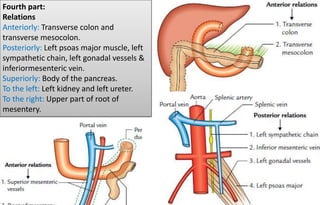 Fourth part:
Relations
Anteriorly: Transverse colon and
transverse mesocolon.
Posteriorly: Left psoas major muscle, left
sympathetic chain, left gonadal vessels &
inferiormesenteric vein.
Superiorly: Body of the pancreas.
To the left: Left kidney and left ureter.
To the right: Upper part of root of
mesentery.
 