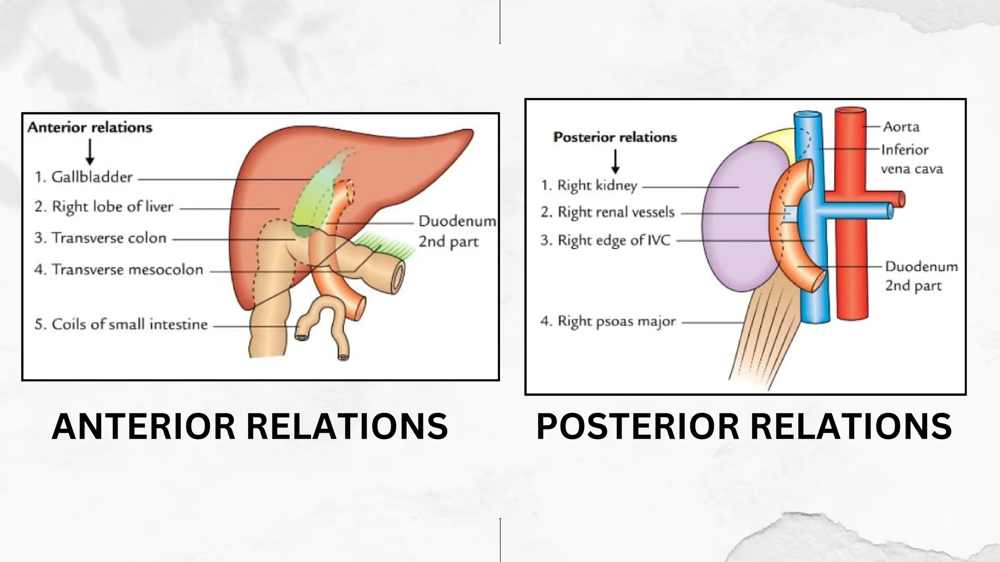 Anatomy of Duodenum- detailed ppt presentation for science students | PDF