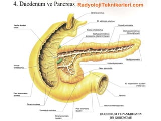 Duodenum ve pankreas