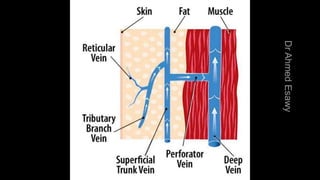 Duplex peripheral veins