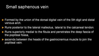 Duplex peripheral veins