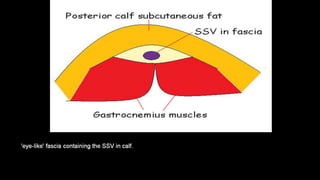 Duplex peripheral veins
